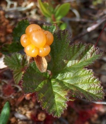 Chicoutai:un fruit précieux