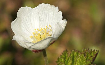 fleur femelle