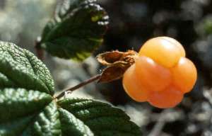 fruit a maturité
